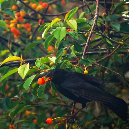 La Volante Bouilloire Saint-Remy-la-Varenne